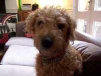 image of lakeland_terrier