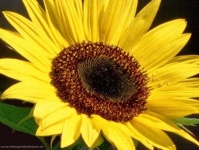 image of sunflower #18
