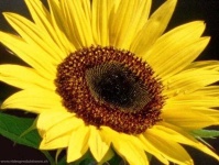 image of flower