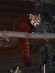 image of lesser_panda