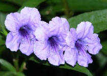 image of flower