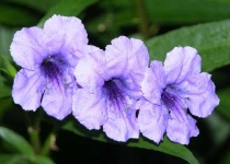 image of mexican_petunia #13