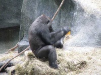 image of gorilla