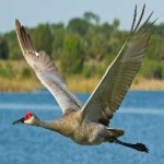 image of bird