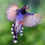 image of bird