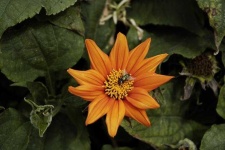 image of flower