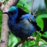 image of bird
