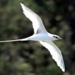 image of bird