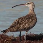 image of whimbrel #7