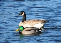 image of drake