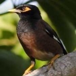 image of bird