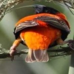 image of bird