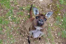 image of animal