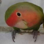 image of bird