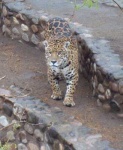 image of jaguar_car