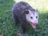 image of animal