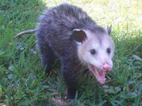 image of possum #29