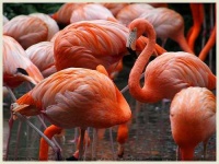 image of flamingo