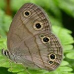 image of animal