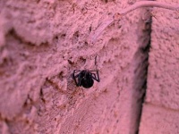 image of black_widow