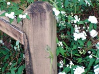 image of american_chameleon