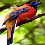 image of red_naped_trogon #25