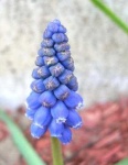 image of grape_hyacinth #7