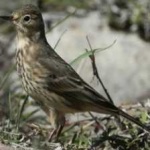 image of american_pipit #14