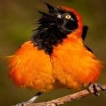 image of bird