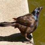 image of bird