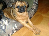 image of brabancon_griffon