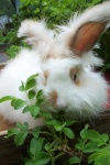 image of angora