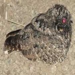 image of bird