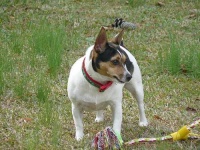 image of toy_terrier