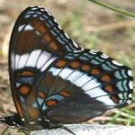 image of animal