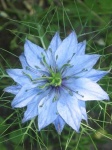 image of flower