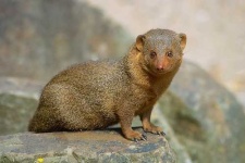 image of mongoose