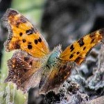 image of animal
