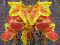image of flower