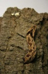 image of night_snake