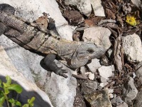 image of common_iguana