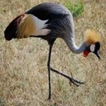 image of bird