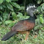 image of bird