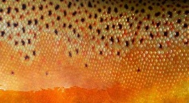 image of texture