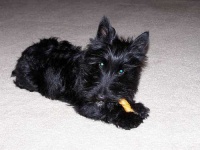 image of scotch_terrier