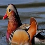 image of bird
