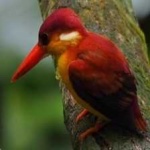 image of rufous_kingfisher #2