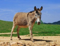 image of donkey #49