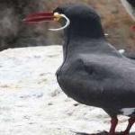 image of bird