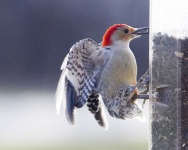 image of animal